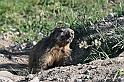 VBS_1 -  Plateau du Mont-Cenise, Grand Croix, Marmotte_-_0080 mt
